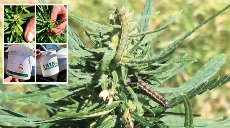 To All Growers: Heliothis Warning
