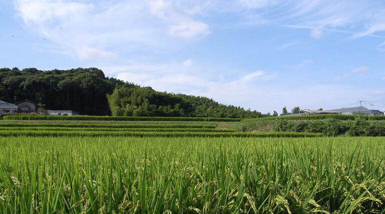 Bamboo Mandis have been established for farmers to get a market: Union Agriculture Minister