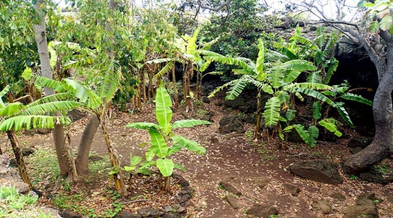 Climate change adaptation is key to avoid disruption of EU agricultural commodities imports