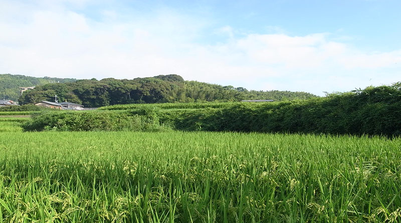 Transformation of Agriculture into a Sustainable Enterprise through FPOs