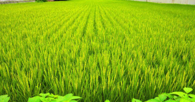 Indian agriculture shows positive recovery post pandemic - Dr Shivendra Bajaj, FSII