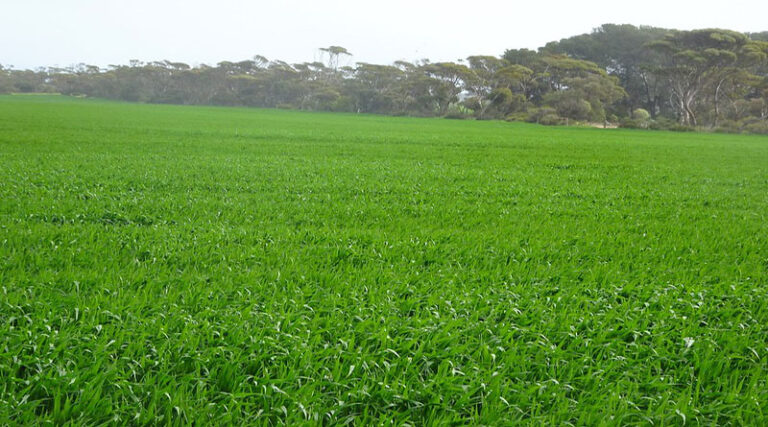 Cabinet approves Grant-in-aid of Rs.100 crore to Brahmaputra Valley Fertilizer Corporation Limited, Assam