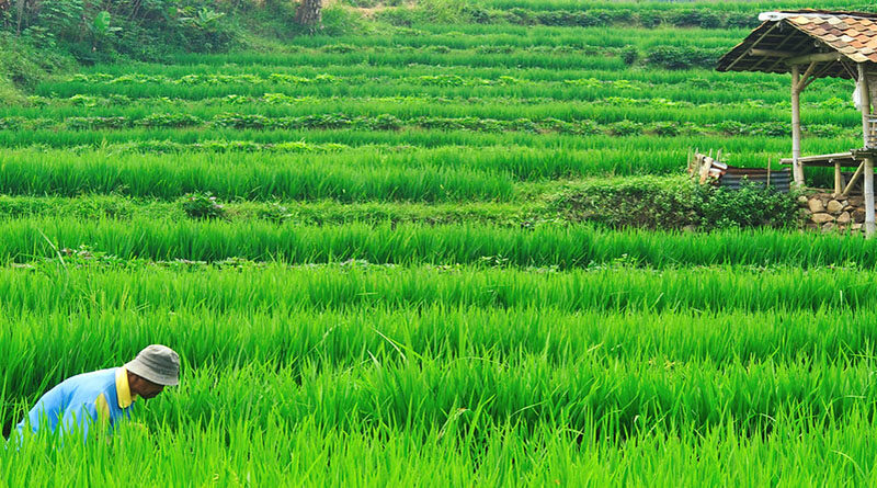 Initiatives of Government of India to increase Production and Productivity of food crops under National Food Security Mission (NFSM)