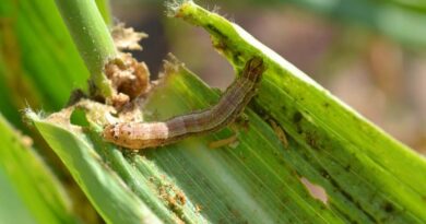 CABI study updates safer options for fall armyworm control in Africa