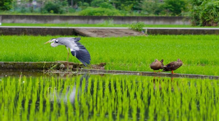 Measures to reduce loss to crops in India