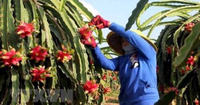 Agro-forestry-fishery export value in January 2021 reached 3.49 billion USD