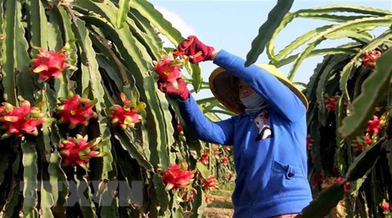 Agro-forestry-fishery export value in January 2021 reached 3.49 billion USD