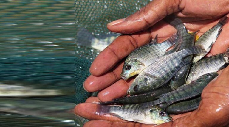 Global fisheries and aquaculture hard hit by COVID-19 pandemic, says FAO report