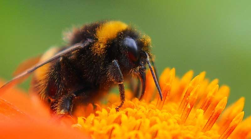 Opening brief filed in lawsuit challenging trump administration's expansion of bee-killing insecticide sulfoxaflor