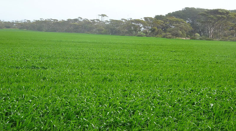 Availability and affordability of fertilizers in India during COVID-19 Pandemic