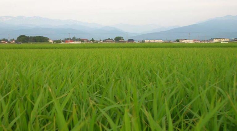 The Last Date For Online Application To Provide Subsidy On Agricultural Machinery Under The SMAM Scheme To February 18, 2021