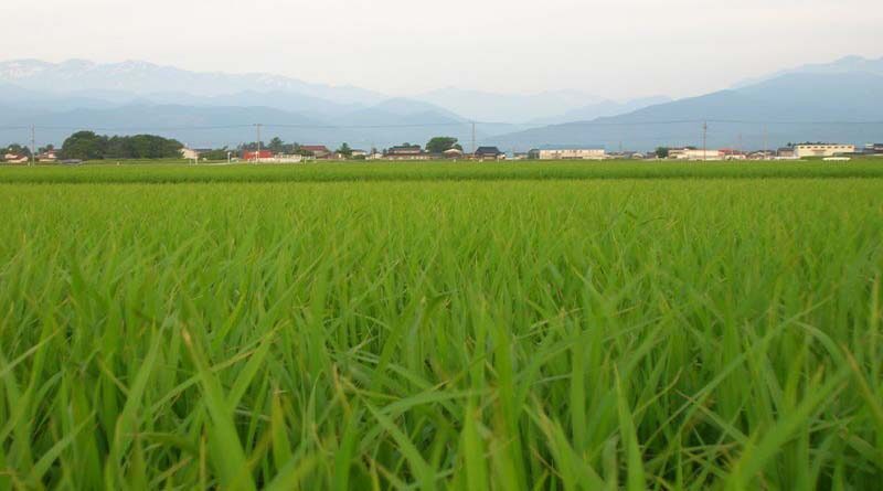 The Last Date For Online Application To Provide Subsidy On Agricultural Machinery Under The SMAM Scheme To February 18, 2021
