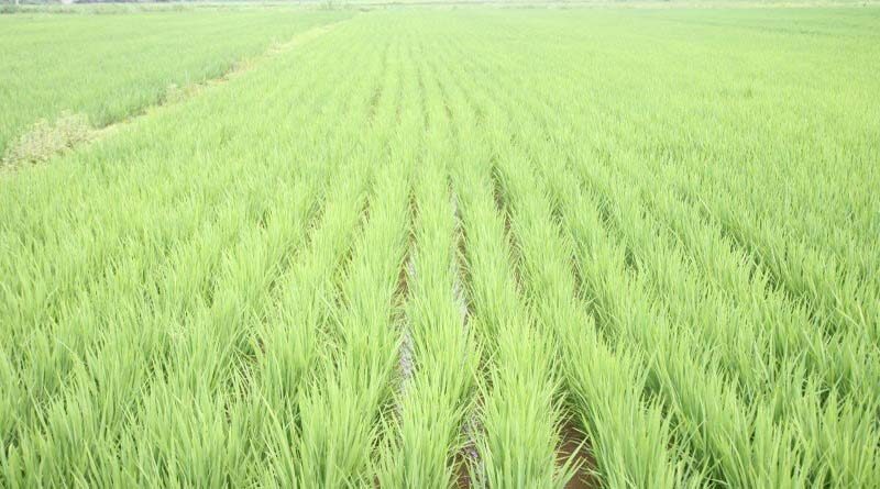 88.08 Lac farmers have already been benefitted from the ongoing KMS procurement Operations