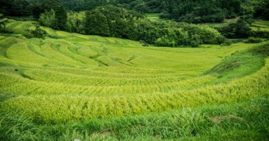 Implementation of National Food Security Mission in India