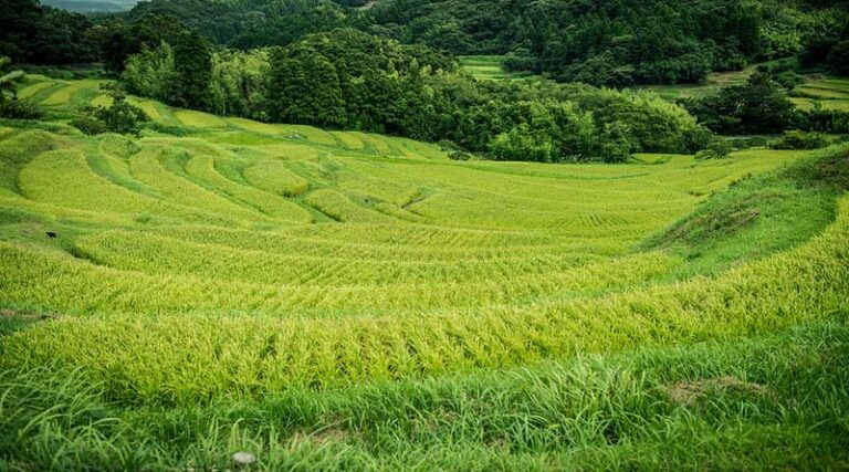 Implementation of National Food Security Mission in India