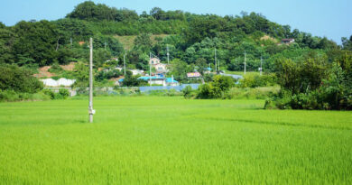 That The State Government Is Making Continuous Efforts To Bring River Saraswati To Surface