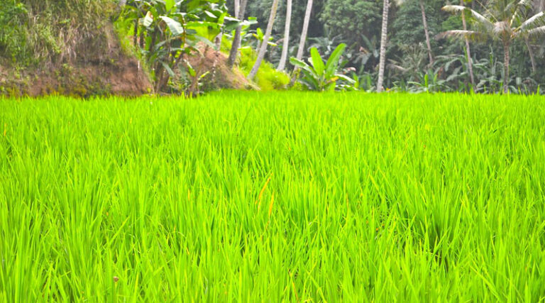 40 Bamboo FPOs approved under the new scheme of 10,000 FPOs