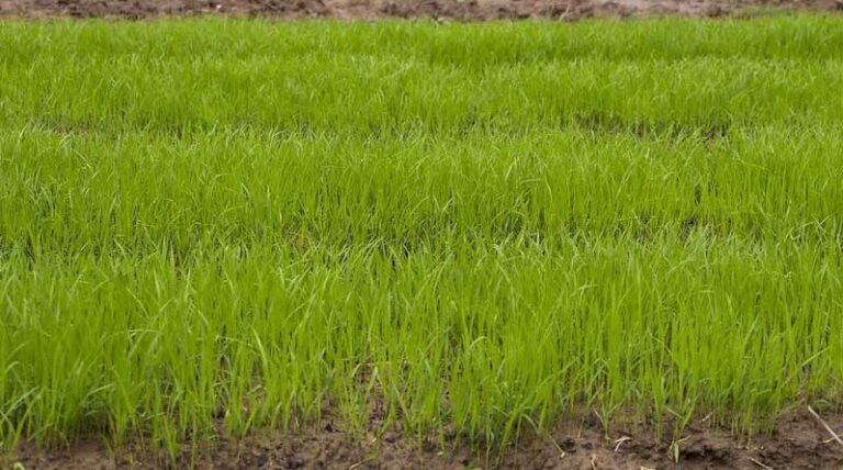 Use of Satellite Imagery-Based Yield and Crop Health Estimation in India