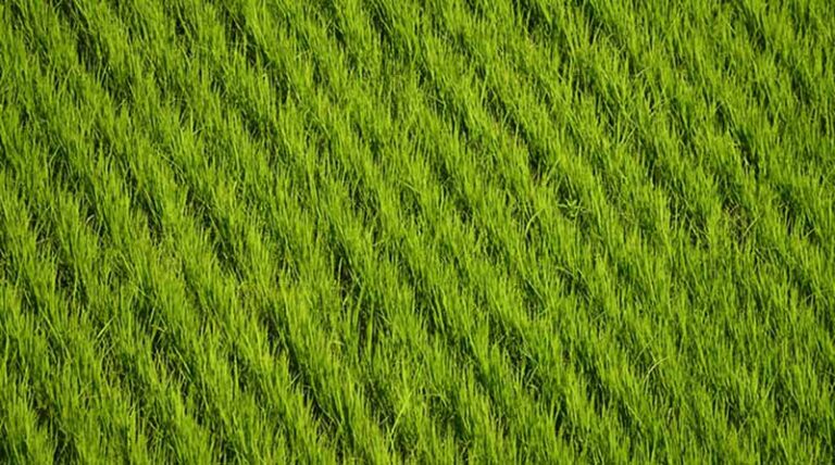 Government of India has already established an institute, ICAR-Central Institute for Women in Agriculture, at Bhuvneshwar, Odisha under the Indian Council of Agricultural Research, New Delhi to address the problems and issues of the women in agriculture.