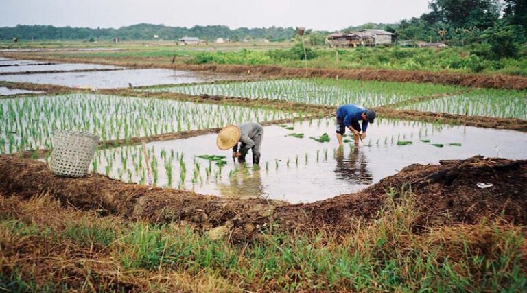Promote Indigenous Varieties of Rice