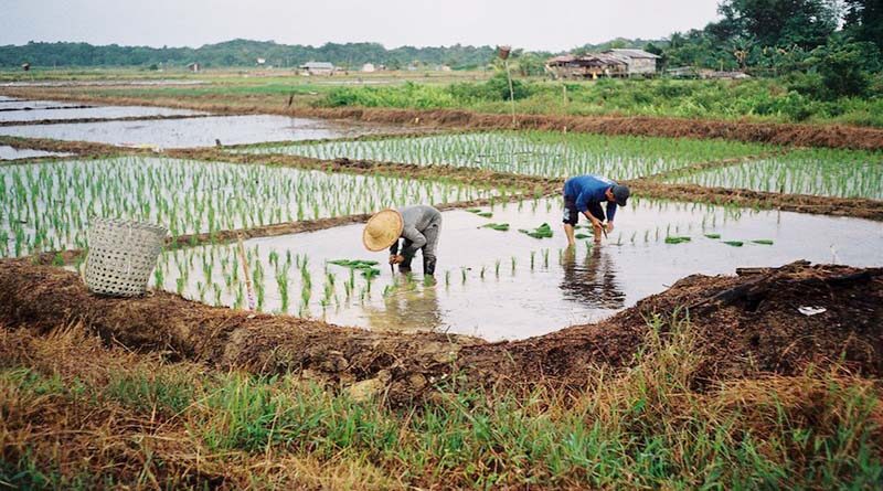 Promote Indigenous Varieties of Rice