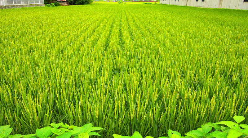It’s high time that government should promote cultivation of Genetically Modified Oilseeds in the country: COOIT