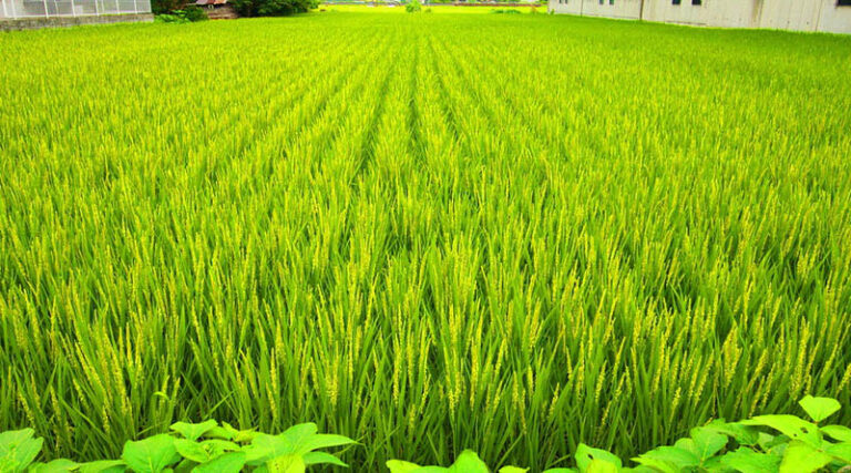 Release of Final Estimates of 2019-20 and First Advance Estimates of 2020-21 of Area and Production of Horticultural Crops
