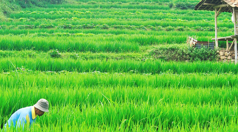 Haryana Government Has Decided To Start Government Procurement Of Wheat From April 1, 2021 So That Farmers Do Not Have To Stock The Early Crop