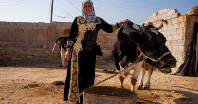 FAO in Syria improves smallholder breeders’ livestock production