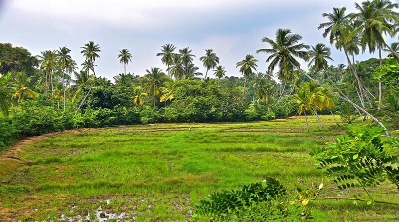 NAFED e- Kisan Mandis to be integrated with a National Level Digital Marketing Platform