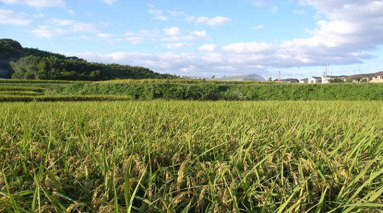 The first AI virtual assistant for sustainable farming