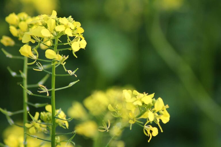 Mustard may soon be India’s top-grown oilseed