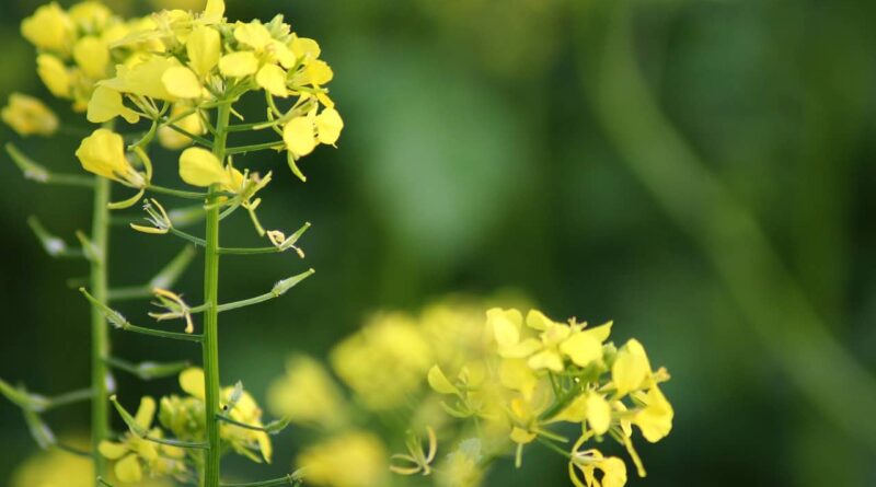 Mustard may soon be India’s top-grown oilseed