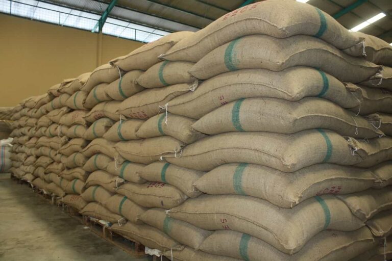 Summer sowing increased by 21.5% more than last year