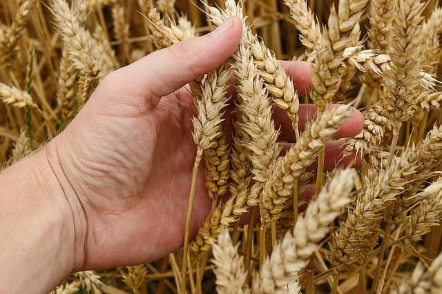 Punjab Farmers receiving payments directly into their bank accounts against sale of their Rabi crops