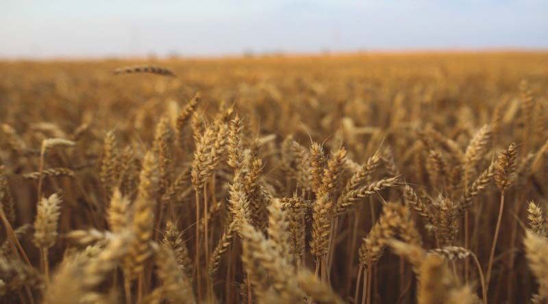 Steps taken to ensure availability of fertilizers to farmers at subsidized prices