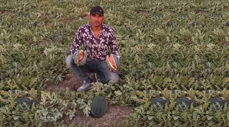 Indore Farmer fed fresh vegetables to sheep as mandi remains closed