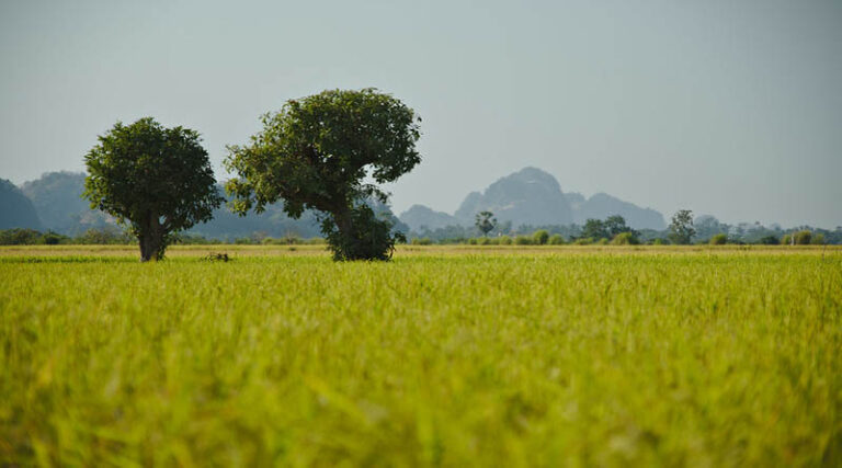 Estimated Food grain production of 305.44 million tonnes in India for FY 2020-21