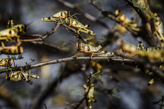 A high-tech response is helping countries win battle against desert locusts: FAO