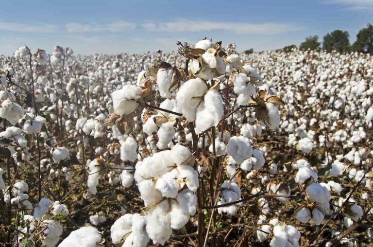 State govt warns against sowing of cotton seeds bought from Gujarat