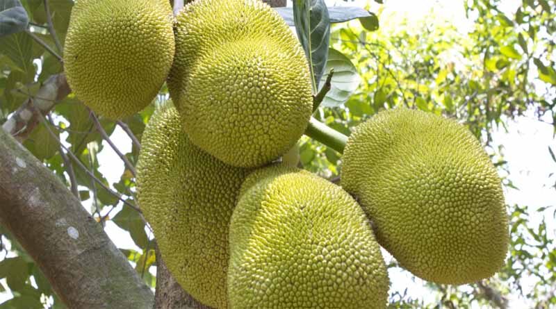 India exports Organic jackfruit from Bengaluru to Germany