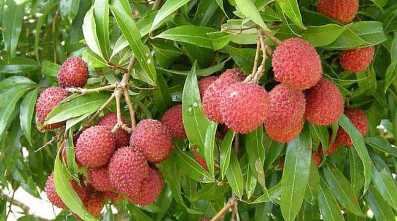 GI certified Shahi Litchi from Bihar exported to United Kingdom
