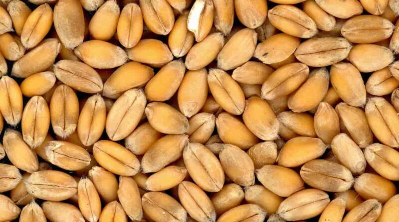 Haryana govt transfers 12,379 crore to farmer accounts for wheat procurement