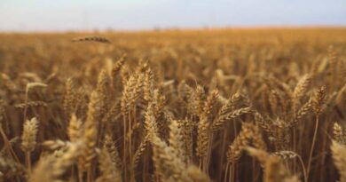 Himachal Pradesh recorded the highest wheat procurement this year