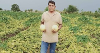 Muskmelon farmer harvests 1.5 lakh profit per acre