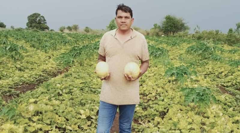 Muskmelon farmer harvests 1.5 lakh profit per acre