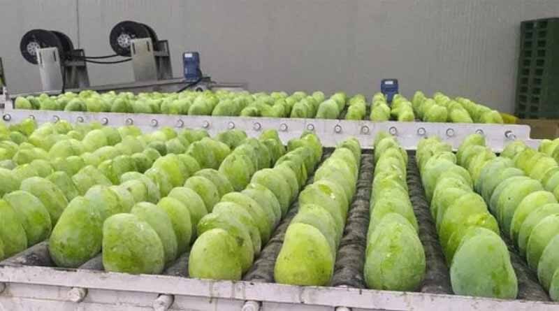GI certified Jardalu mangoes from Bihar exported to United Kingdom
