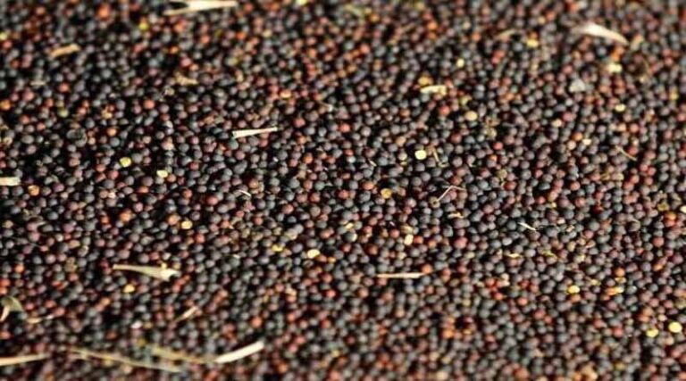 Government agencies procured 9,37,396.81 MT of Pulses and Oilseeds on MSP