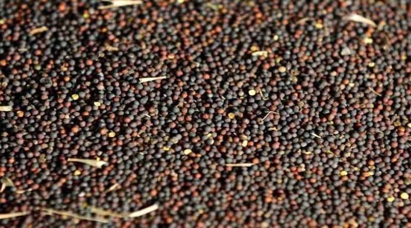 Government agencies procured 9,37,396.81 MT of Pulses and Oilseeds on MSP