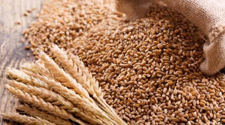Haryana Government has procured total 84 lakh tonnes of wheat